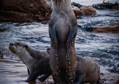 Sea Otters